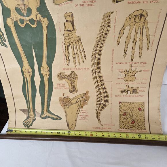 Antique Anatomy Chart of Elementary Physiology Arnold 1908 Medical Poster UK - Picture 3 of 10